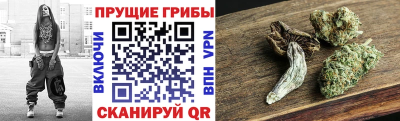 Псилоцибиновые грибы Magic Shrooms  Черняховск 